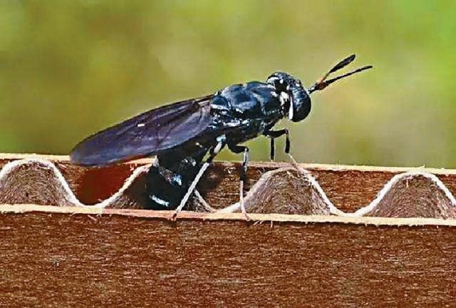 ■亮斑扁角水虻又名黑水虻（Black Soldier Fly），死亡後的蟲身可製成粉末，可作魚糧回到自然環境，形成綠色循環經濟。