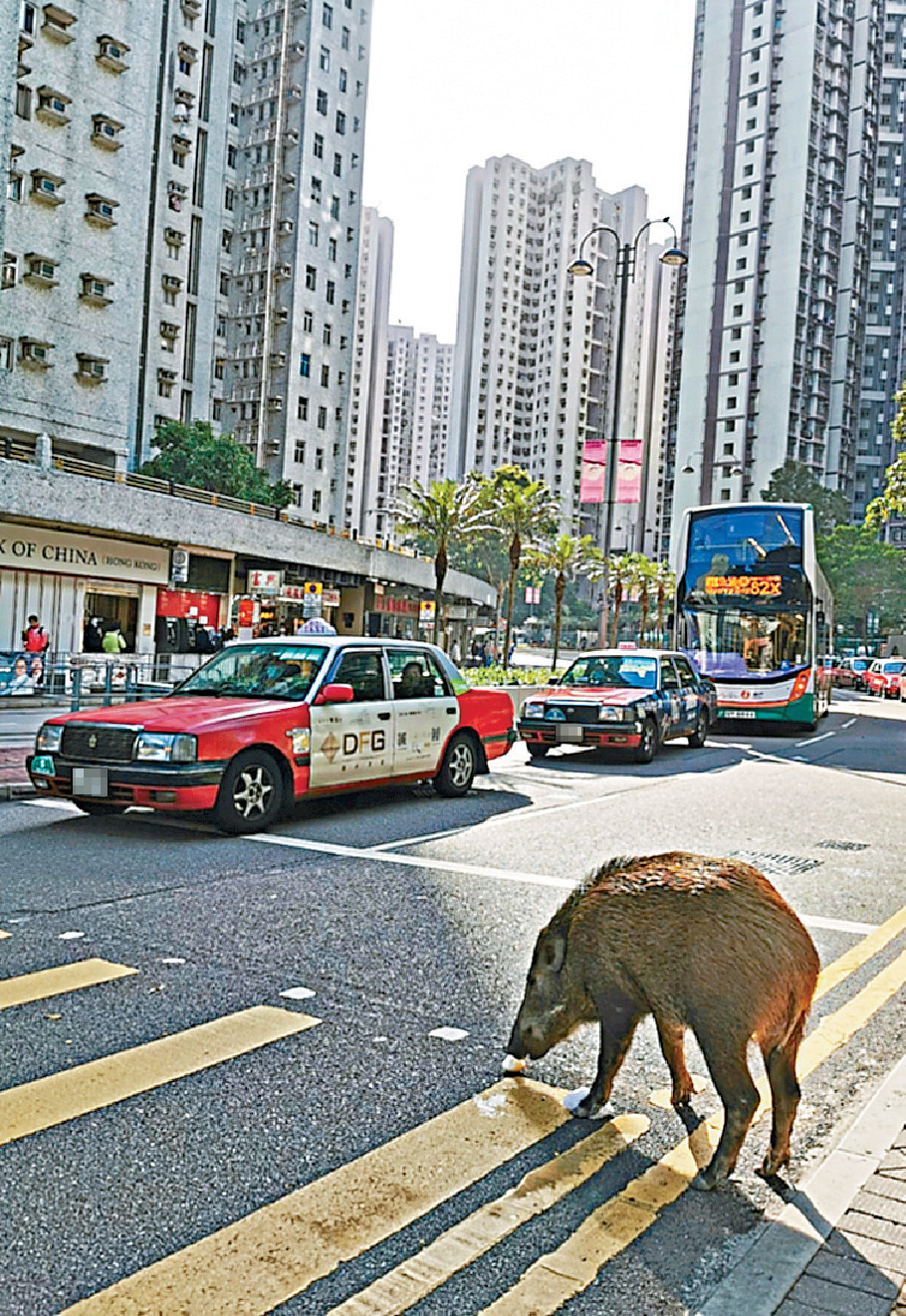 ■沙膽豬豬唔驚人，落山入城搵食，近年市區不時豬蹤處處。