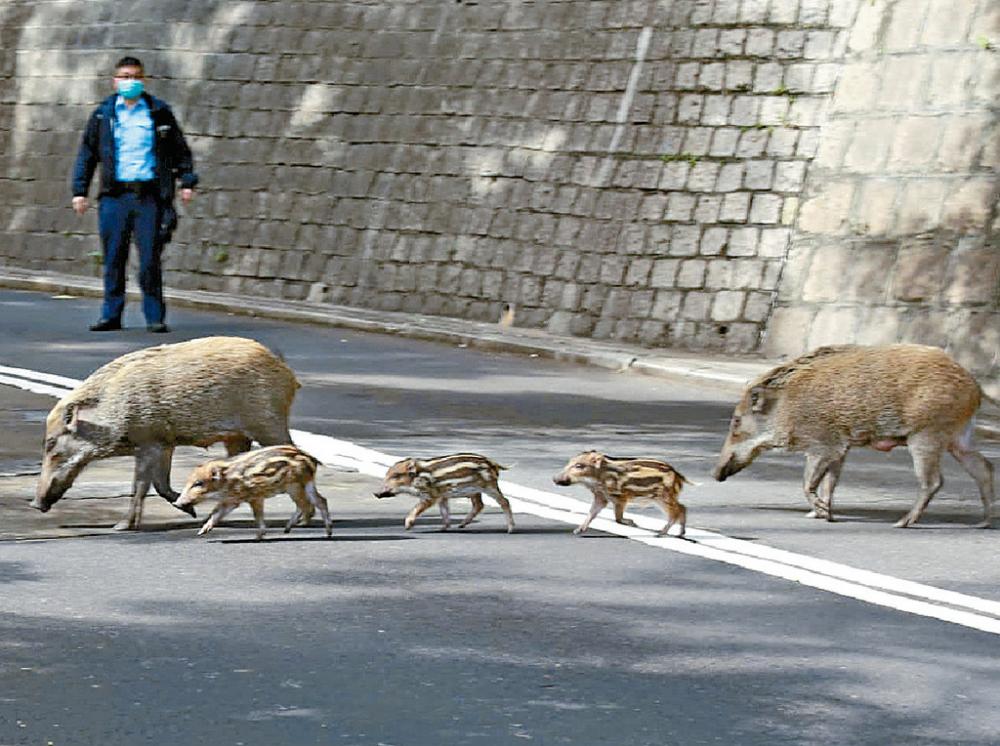 ■野豬在路旁不時走出馬路中心。