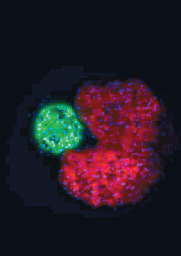 ■「C形」Xenobot能夠在培養皿中找到微小的幹細胞並將數百個幹細胞聚集在「嘴」裏，幾天後「吐出」新Xenobot。網上圖片