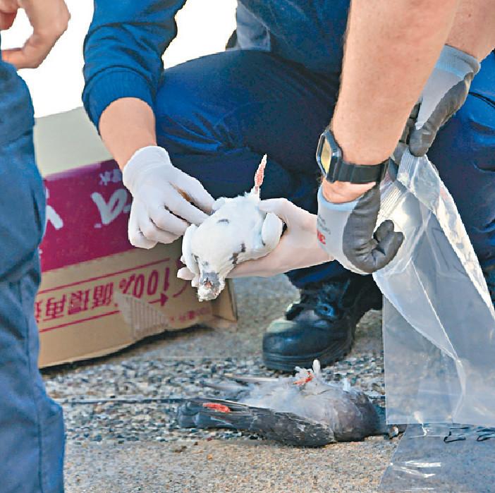 ■警方及愛護動工協會人員到場調查及檢走鴿屍。