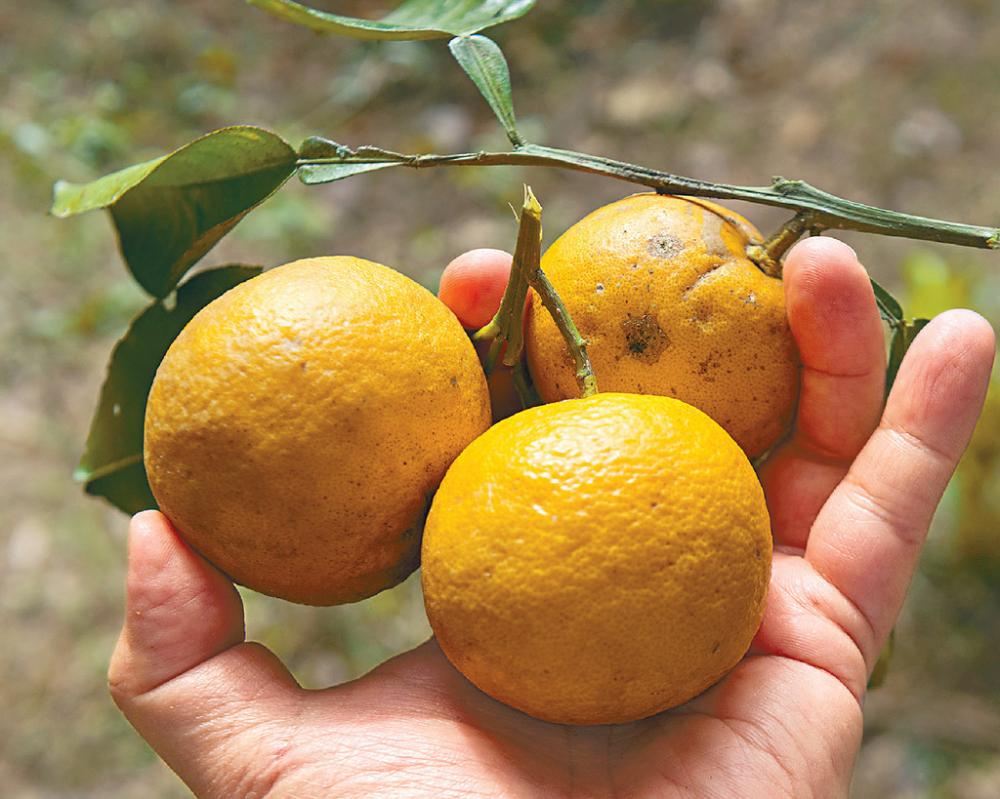 ■希望有人可以培植這些本土檸檬樹，讓嶺南檸檬可以傳承下去。