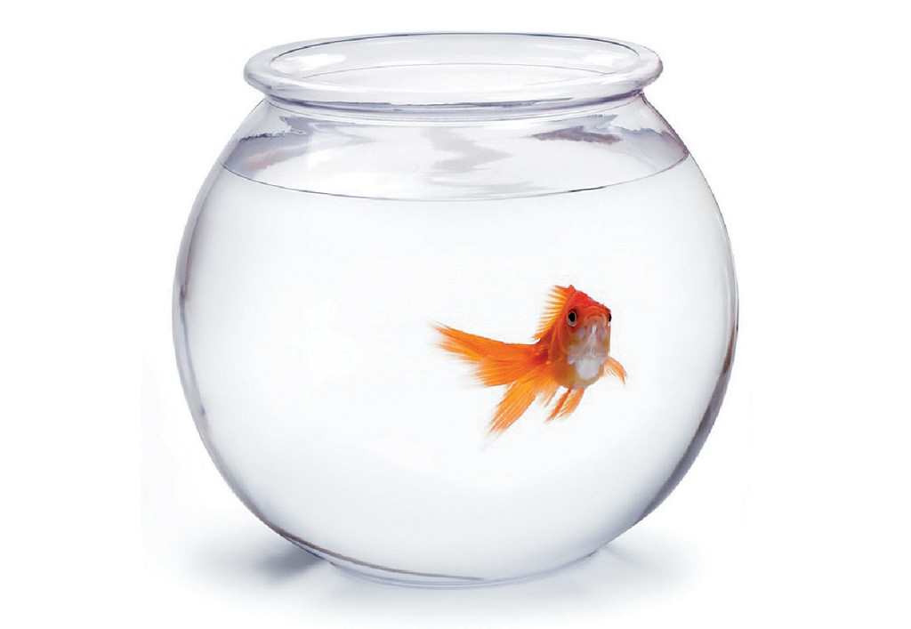 比利時布魯塞爾實施禁售圓形魚缸 頭條日報