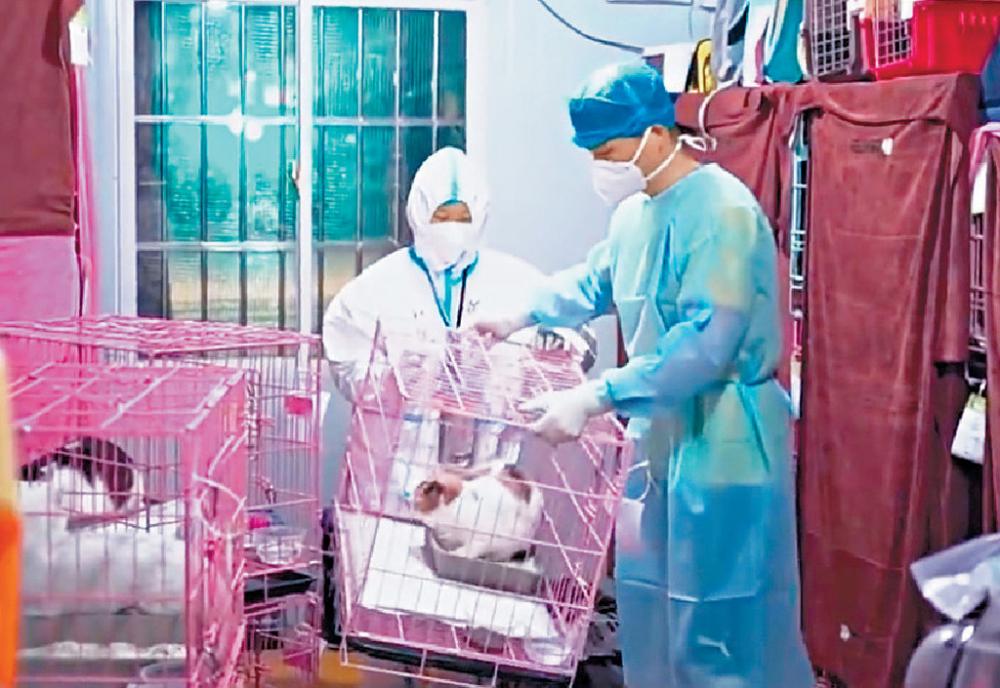 ■深圳首個寵物方艙醫院最多可容納三百隻寵物。