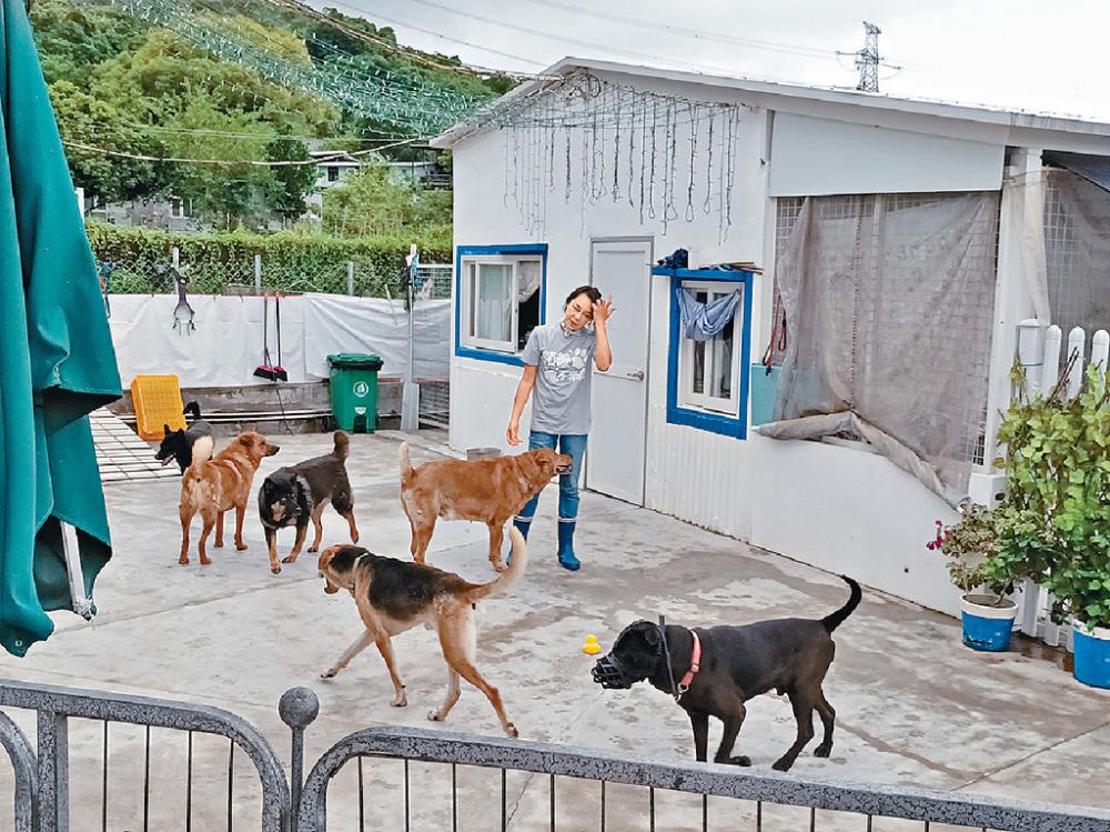 ■「浪浪之家」接收被棄養狗隻，義工擔心會應付不來。