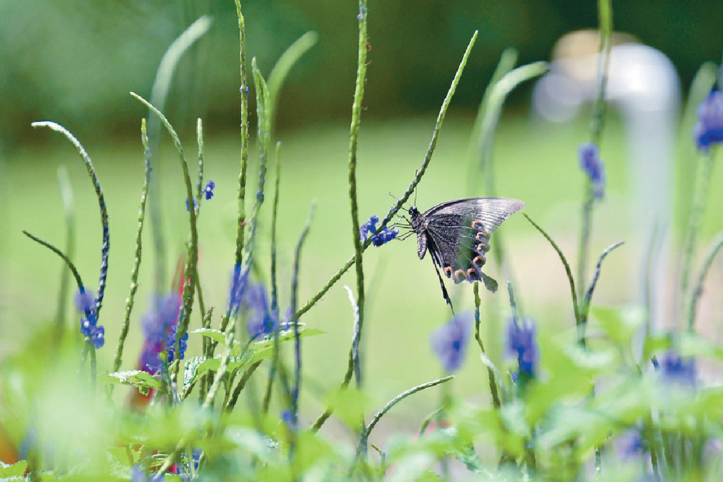 長腹灰蝶 罕現屯門蝴蝶保育區 頭條日報