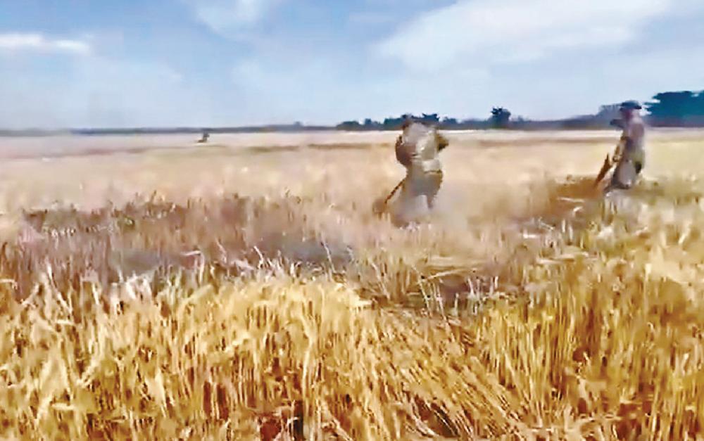 ■有傳俄軍使用燃燒彈摧毀烏小麥田。