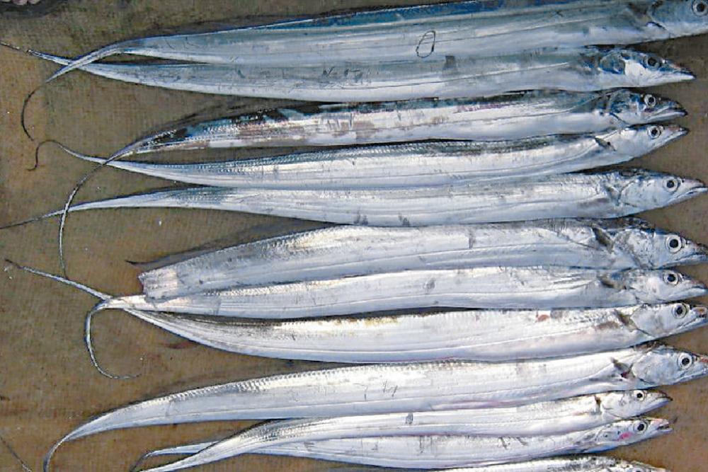 ■近日又再在一批冰鮮白帶魚的包裝上驗出新冠病毒。