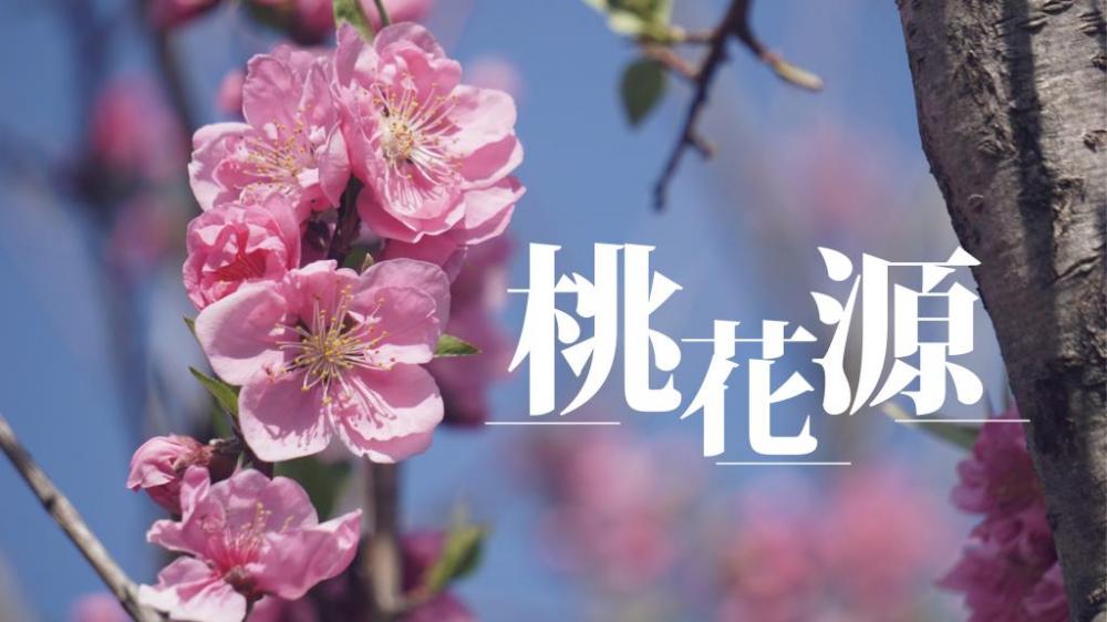 陶傑 - 又關移民事？｜桃花源