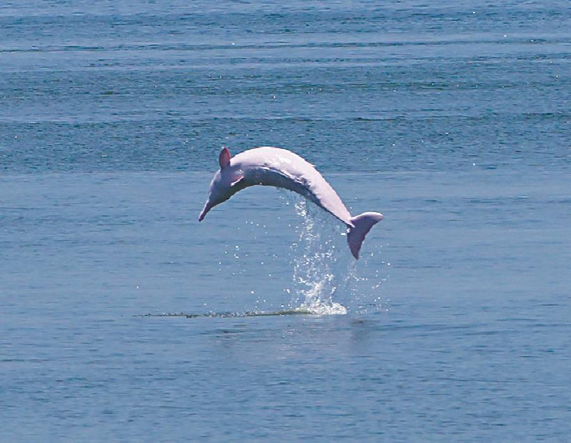 ■中華白海豚在港出沒，仲有海豚BB現身。海豚哥哥拍攝