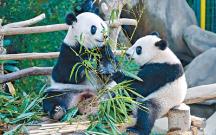 中國兩大熊貓贈卡塔爾賀世盃