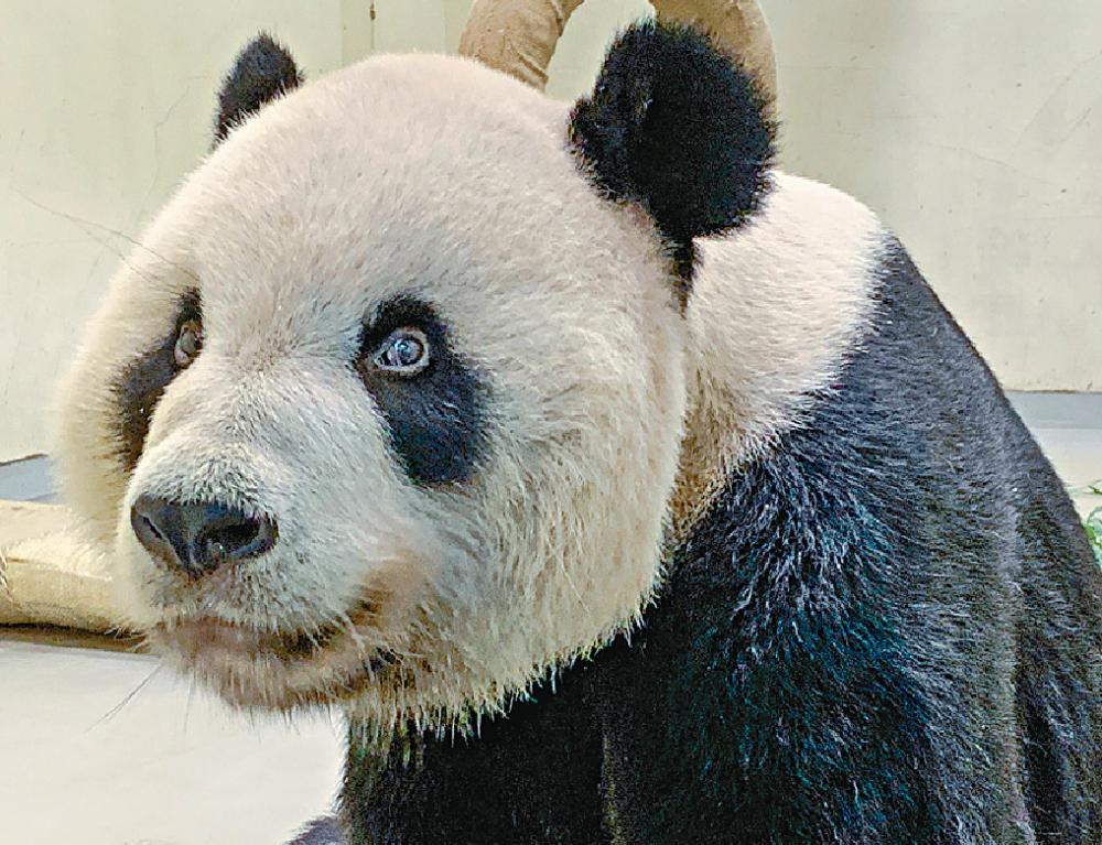■大熊貓團團因腦病變壞死而接受安樂死。