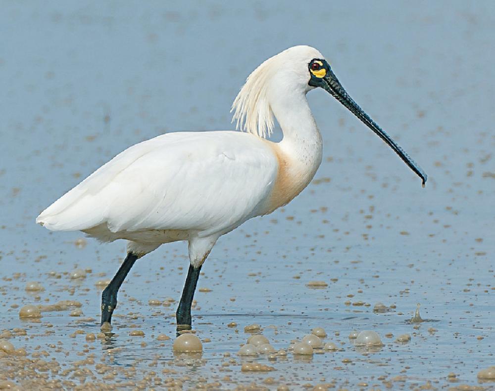 ■是次撿獲的鳥屍位置在后海灣，仍未發現其他感染鳥類。