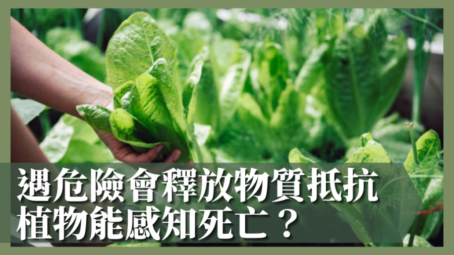 飲食冷知識｜遇危險會釋放物質抵抗 植物能感知死亡？