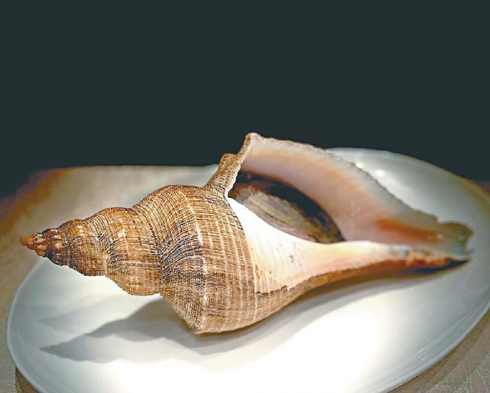 ■汕頭海域肥美的薄殼大響螺。