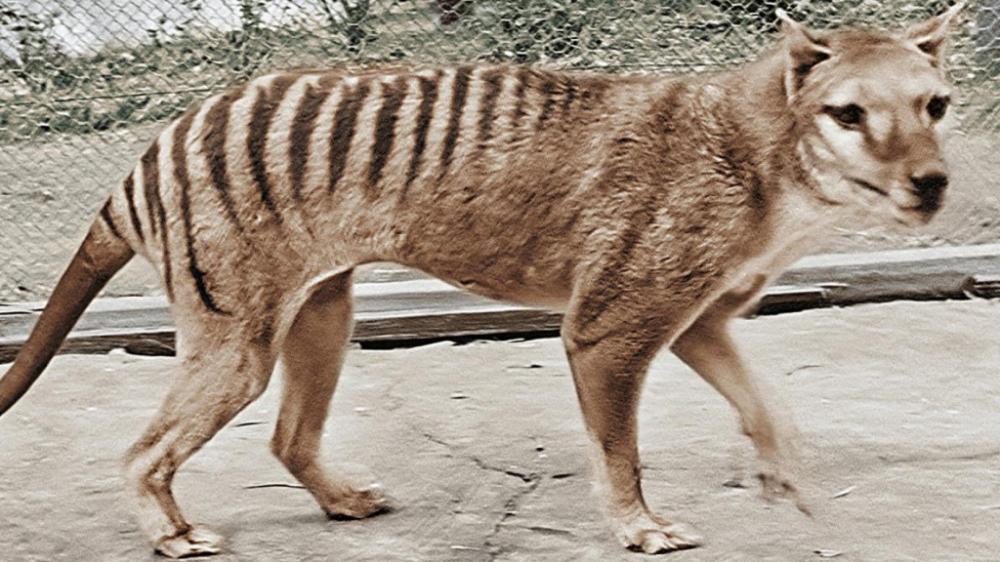 滅絕85年｜全球最後一隻袋狼的毛皮 遺失多年在澳洲博物館櫥櫃尋回