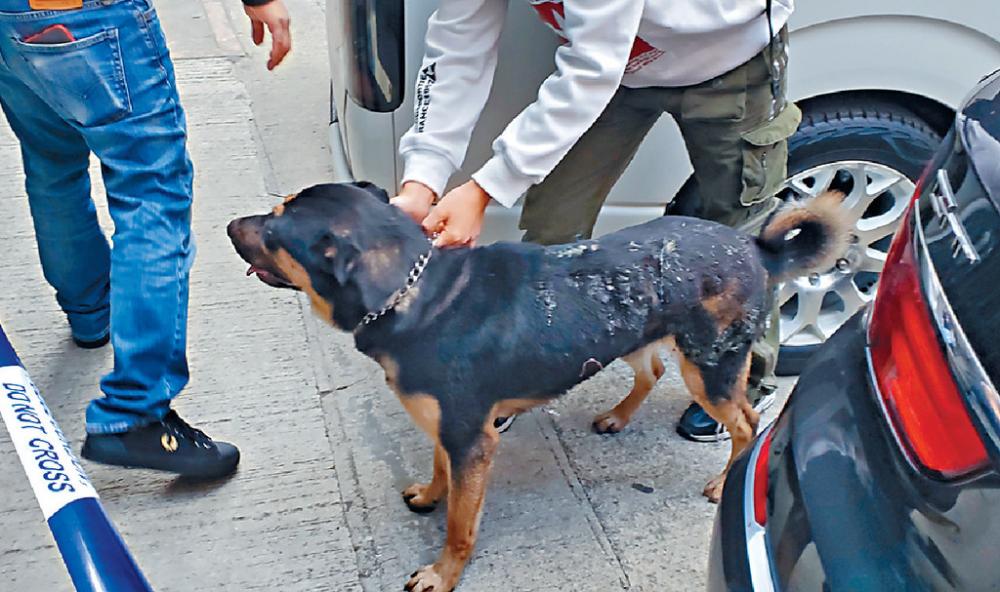 ■紅磡茶餐廳傳出多次爆炸聲，消防更先後救出兩隻唐狗。