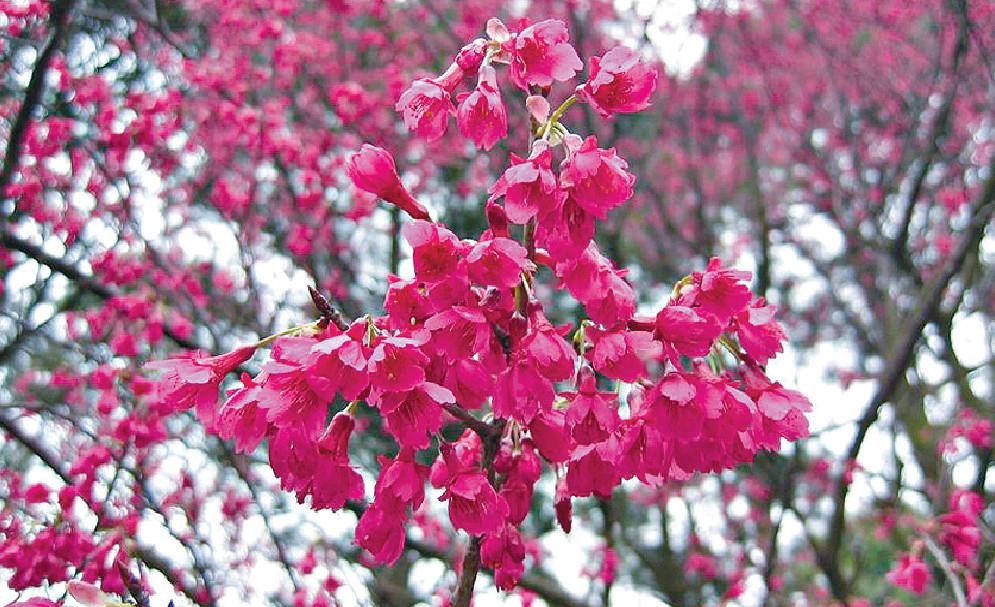 ■大埔嘉道理農場暨植物園裏面，種植滿滿嘅鐘花櫻花。