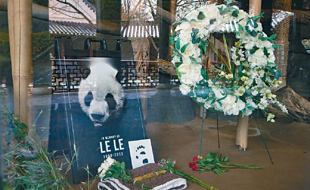 ■中國大熊貓「樂樂」離世，終年24歲。