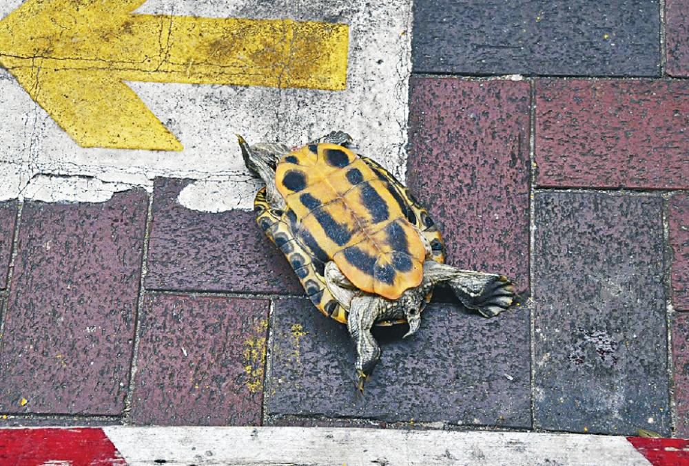 ■其中一隻龜跌在行人路上。