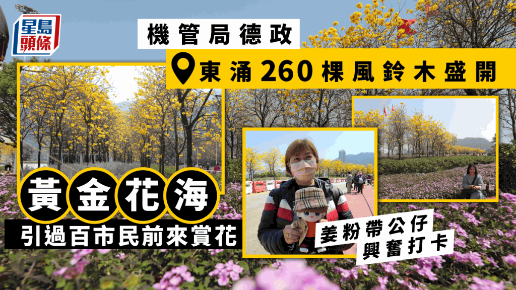 東涌黃花風鈴木｜260棵爛漫盛放逾百市民前往賞花姜濤粉絲備偶像公仔