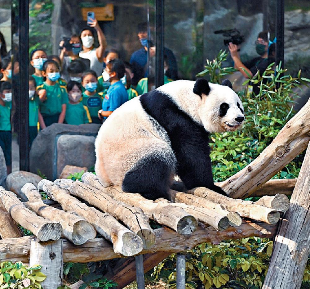 ■唔單止世界旅客，Kelly都好鍾意睇大熊貓！