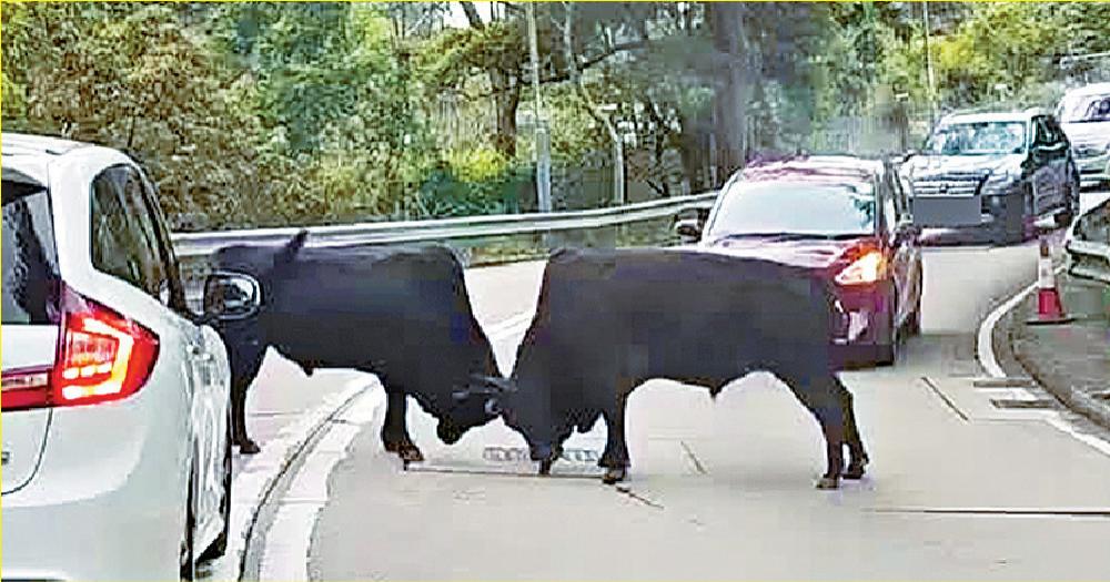 ■網傳短片可見兩頭大黑牛在馬路上演「MMA」。
