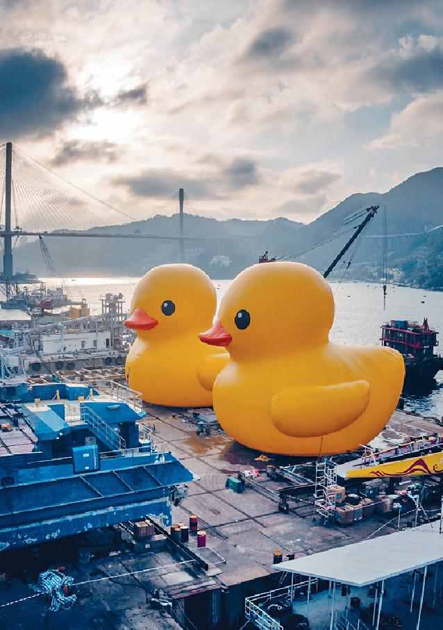 ■巨型黃鴨闊別10年後，現時再現香港。
