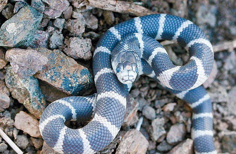 昨日港鐵荃灣線車廂驚現一條長達40厘米、黑白相間嘅蛇，疑為州王蛇。
